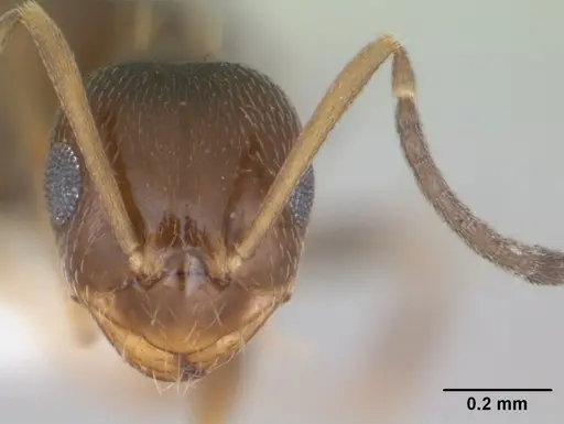 Brachymyrmex patagonicus - CASENT0173480