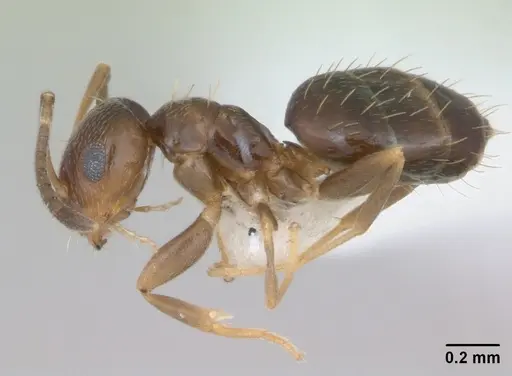 Brachymyrmex patagonicus - CASENT0173480