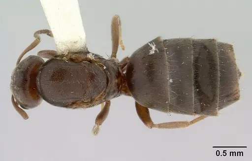 Brachymyrmex patagonicus - CASENT0179497