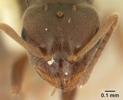 Brachymyrmex patagonicus - CASENT0179497