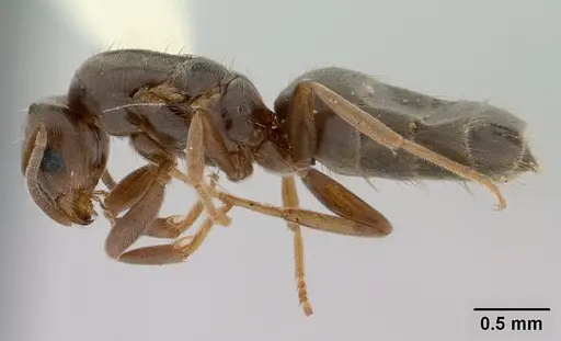 Brachymyrmex patagonicus - CASENT0179497