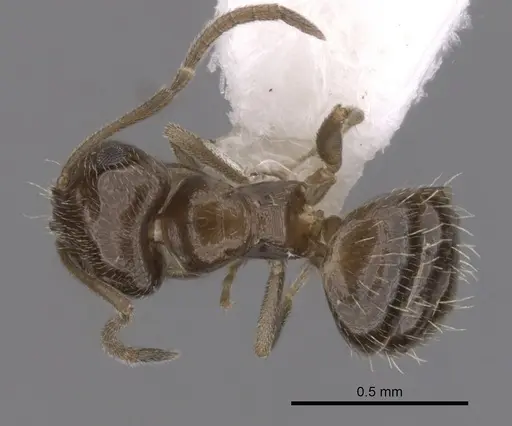 Brachymyrmex patagonicus - CASENT0249945