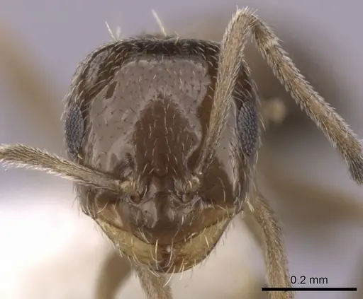 Brachymyrmex patagonicus - CASENT0249945