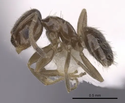 Brachymyrmex patagonicus - CASENT0249945