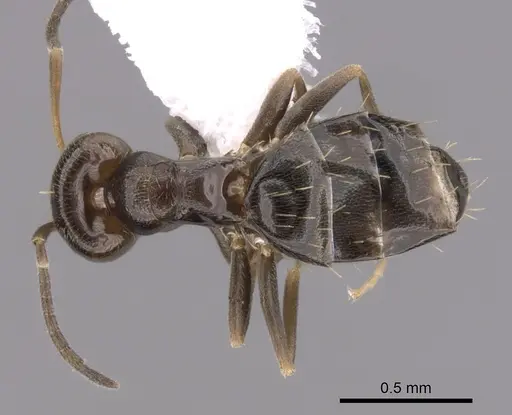 Brachymyrmex patagonicus - CASENT0249951