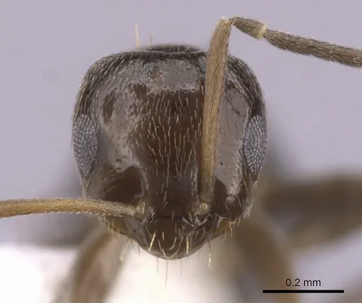Brachymyrmex patagonicus - CASENT0249951