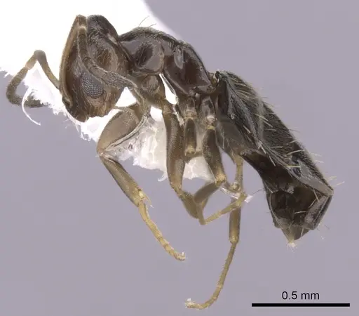 Brachymyrmex patagonicus - CASENT0249951