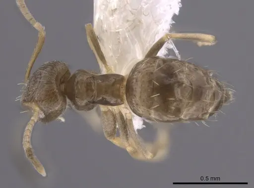 Brachymyrmex patagonicus - CASENT0653665