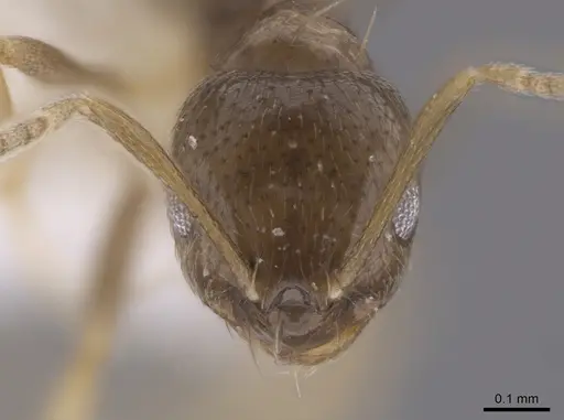 Brachymyrmex patagonicus - CASENT0653665