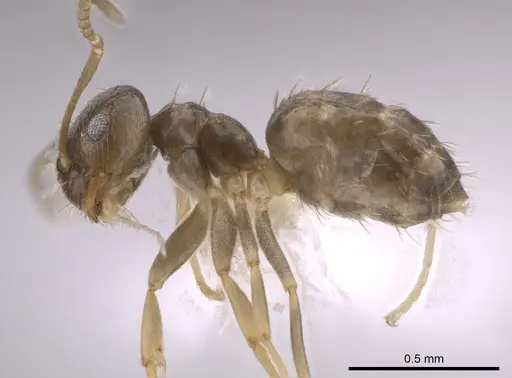 Brachymyrmex patagonicus - CASENT0653665