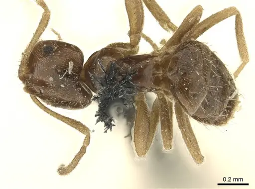 Brachymyrmex patagonicus - CASENT0915732