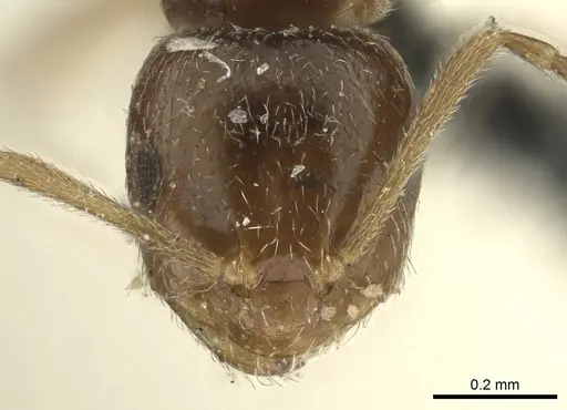 Brachymyrmex patagonicus - CASENT0915732