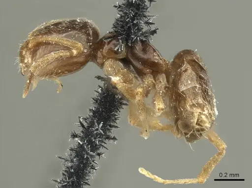 Brachymyrmex patagonicus - CASENT0915732