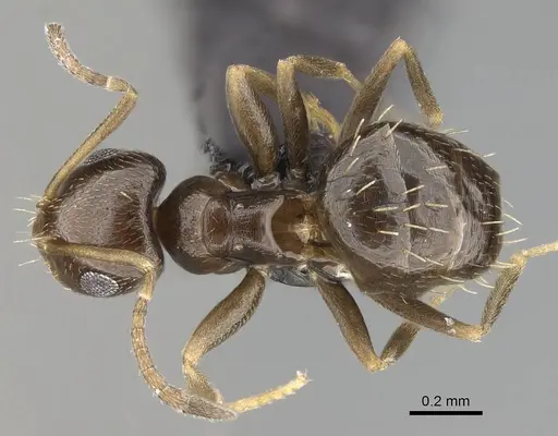 Brachymyrmex patagonicus - CASENT0915986