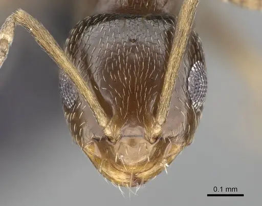 Brachymyrmex patagonicus - CASENT0915986