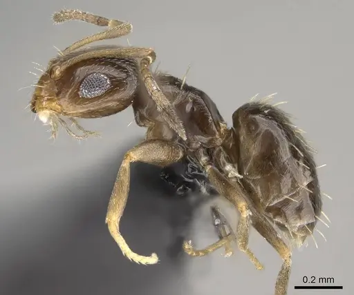 Brachymyrmex patagonicus - CASENT0915986