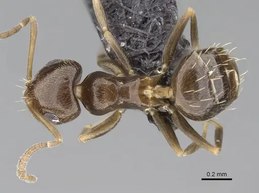 Brachymyrmex patagonicus - CASENT0915987