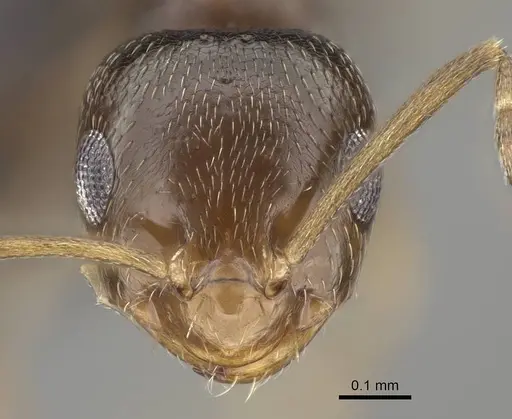 Brachymyrmex patagonicus - CASENT0915987