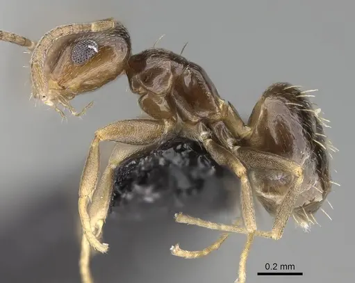 Brachymyrmex patagonicus - CASENT0915987