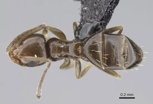 Brachymyrmex patagonicus - CASENT0915988