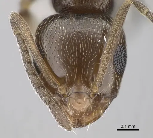 Brachymyrmex patagonicus - CASENT0915988