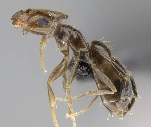 Brachymyrmex patagonicus - CASENT0915988