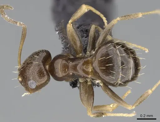 Brachymyrmex patagonicus - CASENT0915989