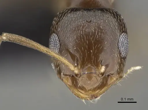 Brachymyrmex patagonicus - CASENT0915989