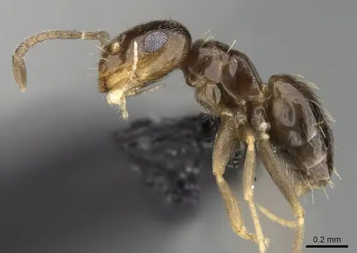 Brachymyrmex patagonicus - CASENT0915989