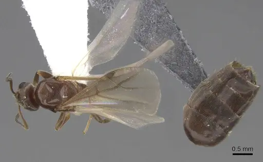 Brachymyrmex patagonicus - CASENT0923084
