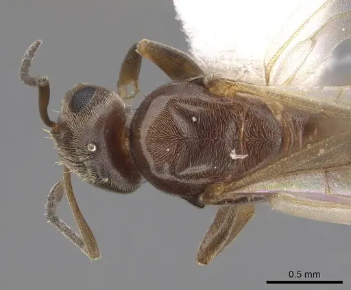 Brachymyrmex patagonicus - CASENT0923084