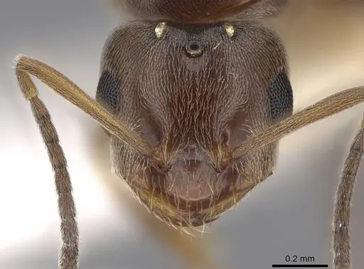 Brachymyrmex patagonicus - CASENT0923084