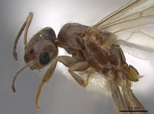 Brachymyrmex patagonicus - CASENT0923084