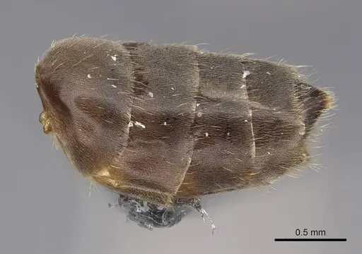 Brachymyrmex patagonicus - CASENT0923084