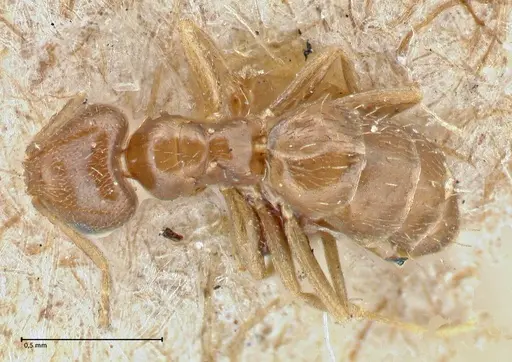 Brachymyrmex patagonicus - FOCOL2903