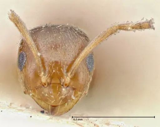 Brachymyrmex patagonicus - FOCOL2903