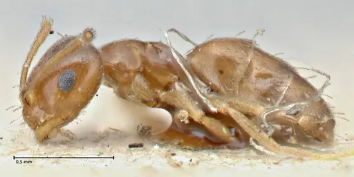 Brachymyrmex patagonicus - FOCOL2903