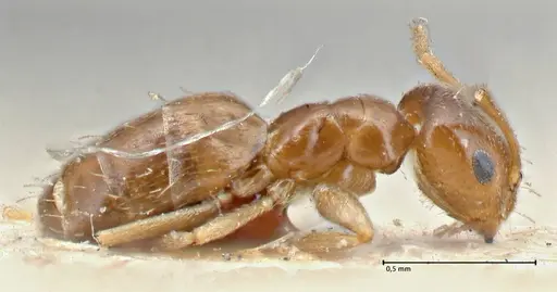 Brachymyrmex patagonicus - FOCOL2903
