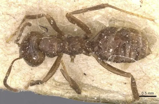 Brachymyrmex pilipes specimen