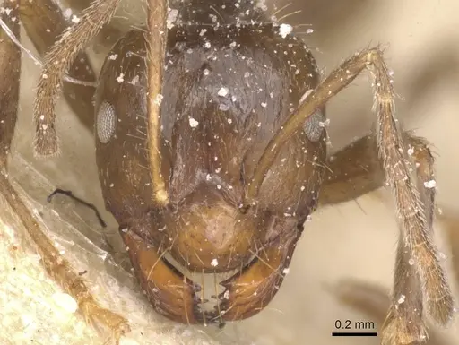 Brachymyrmex pilipes specimen