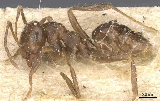 Brachymyrmex pilipes specimen
