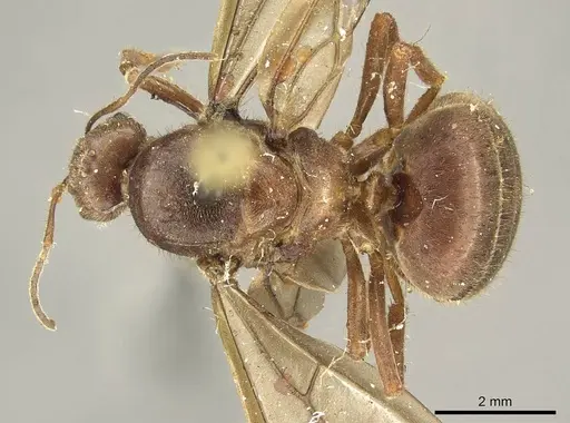 Brachymyrmex pilipes - CASENT0915736