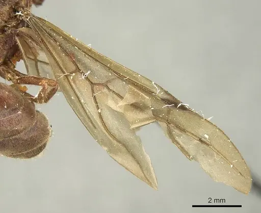 Brachymyrmex pilipes - CASENT0915736