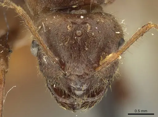 Brachymyrmex pilipes - CASENT0915736