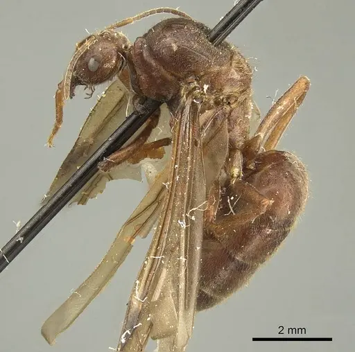 Brachymyrmex pilipes - CASENT0915736