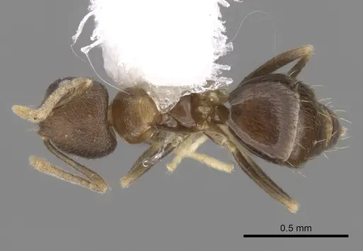 Brachymyrmex santschii specimen