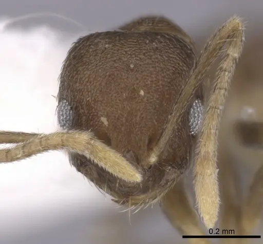 Brachymyrmex santschii specimen