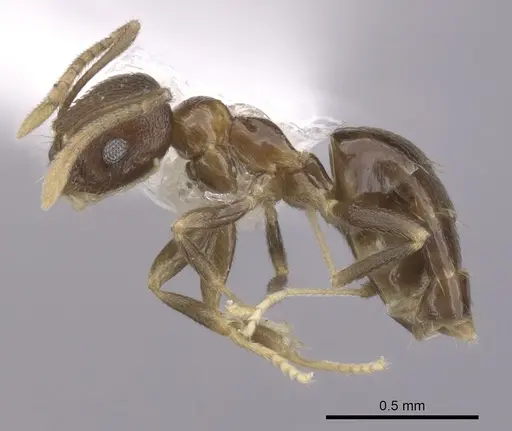 Brachymyrmex santschii specimen