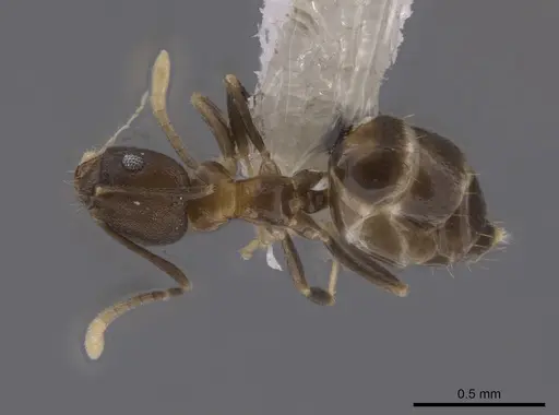 Brachymyrmex santschii - CASENT0653666