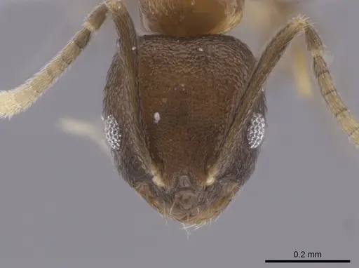 Brachymyrmex santschii - CASENT0653666
